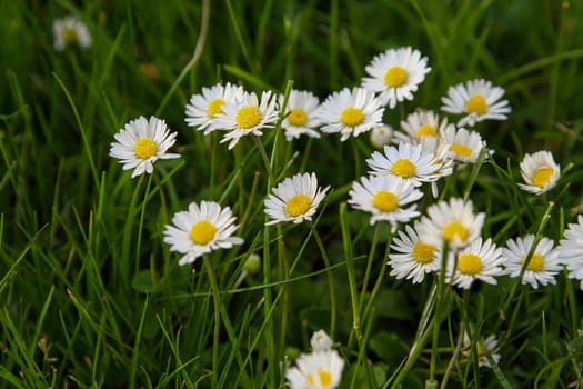 Absolute Beautiful Daisy flower blooming in the park during sunlight of summer day, good for room decor or multimedia background