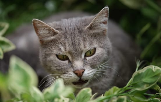 Beautiful gray cat with bright green eyes in grass. Cat walks and hunts in grass