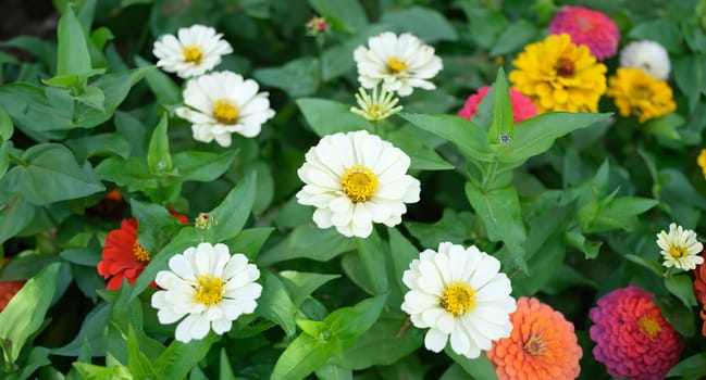 Multicolored chrysanthemum or gerbera flowers in summer garden. Home gardening concept and beautiful flower bed