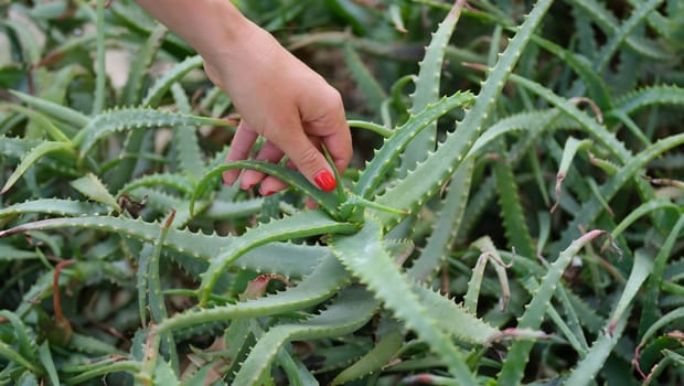 Woman hand tears off leaves of aloe vera from bush. Health benefits and plant aloe vera concept