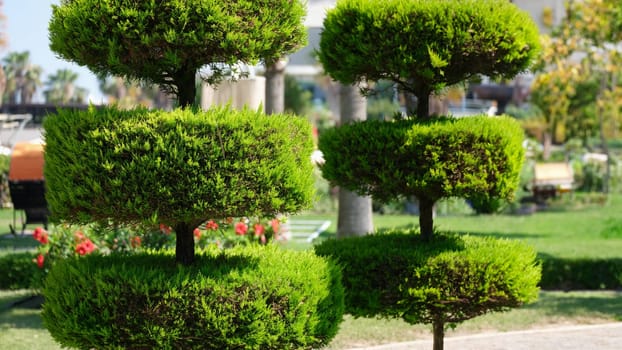 Trimmed thuja and landscape design element. Oriental round thuja in the city park