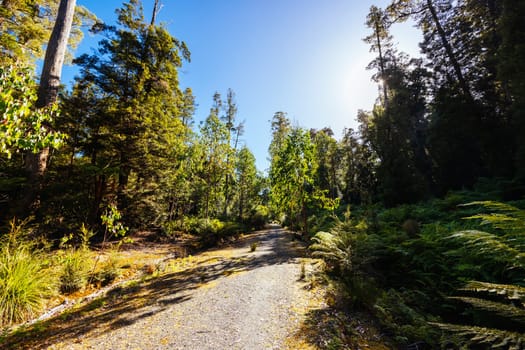 The secluded Twisted Sister Trail and landscape on a cool summer afternoon in Southwest National Park, Tasmania, Australia