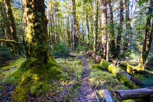 The secluded Twisted Sister Trail and landscape on a cool summer afternoon in Southwest National Park, Tasmania, Australia