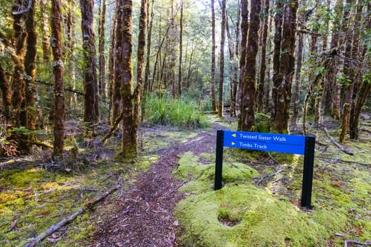 The secluded Twisted Sister Trail and landscape on a cool summer afternoon in Southwest National Park, Tasmania, Australia