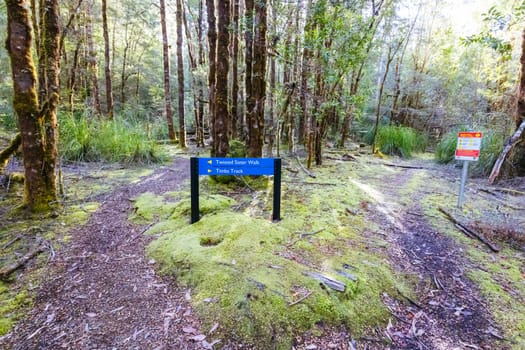 The secluded Twisted Sister Trail and landscape on a cool summer afternoon in Southwest National Park, Tasmania, Australia