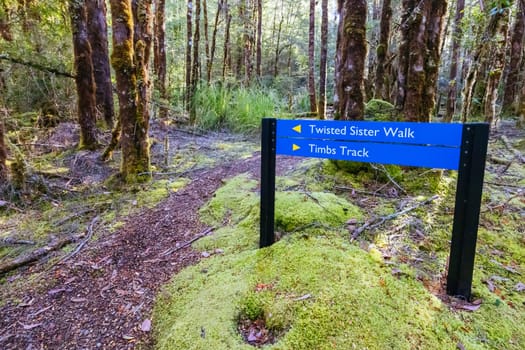 The secluded Twisted Sister Trail and landscape on a cool summer afternoon in Southwest National Park, Tasmania, Australia