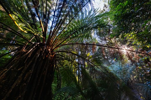 The secluded Twisted Sister Trail and landscape on a cool summer afternoon in Southwest National Park, Tasmania, Australia