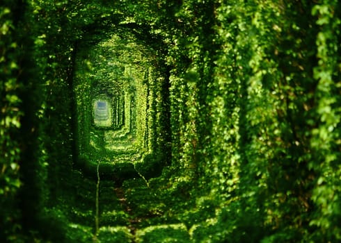 Tunnel of love in Ukraine. The railway in the autumn forest. The old mysterious Forest