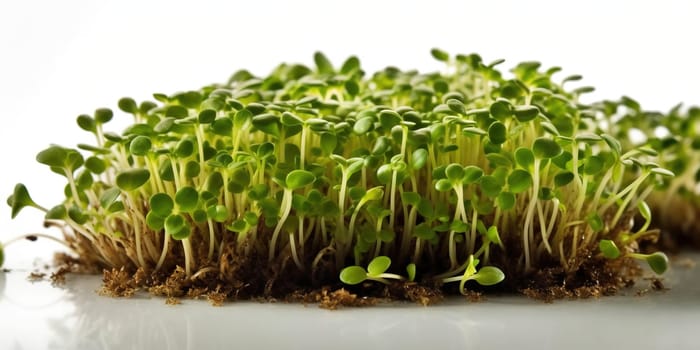 Growing micro green sprouts in container isolated on white, close up view