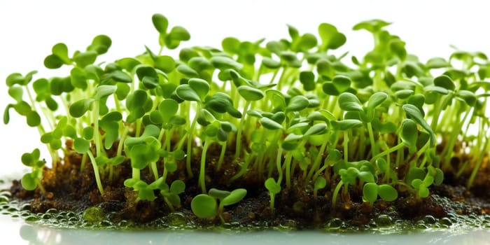 Healthy organic micro green sprouts in container isolated on white, close up view