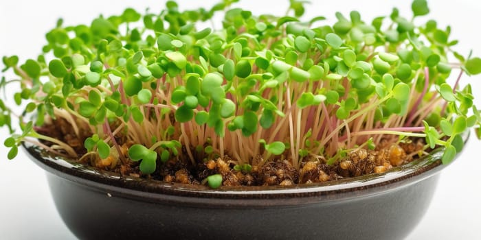 Growing micro green sprouts in container isolated on white