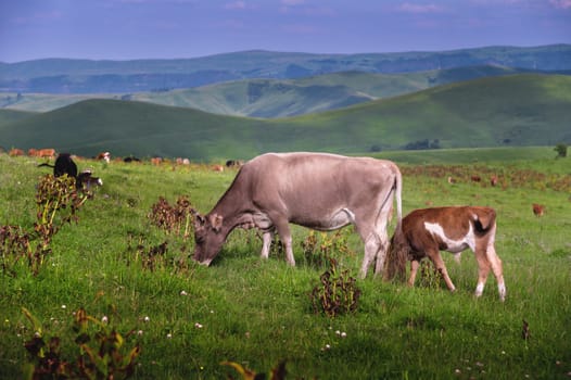 A cow and calf graze in a meadow on a summer evening. Natural grazing.