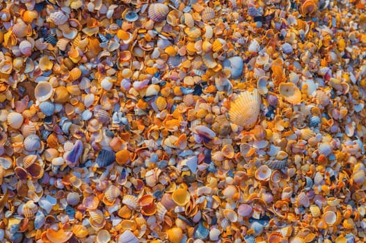 Shell Coast. Close-up of small seashells on the seashore. Sea background with sunset light.