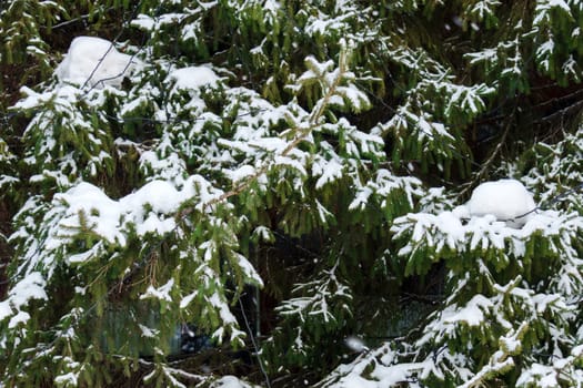 Snow-covered pine tree, standing tall amidst a winter wonderland, adorned with a thick layer of glistening snow.