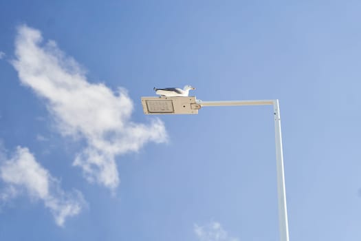 A seabird gracefully soars through the atmosphere in the blue sky near a street light, its wings outstretched as it catches the wind in flight