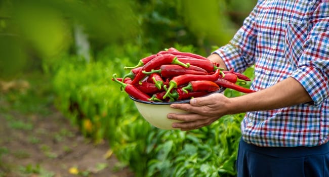 Farmer harvesting chili peppers in garden. Selective focus. Food.