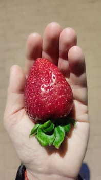 fresh red strawberry lies on the palm of the hand, fruit. High quality photo