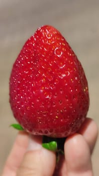 fresh red strawberry lies on the palm of the hand, fruit. High quality photo