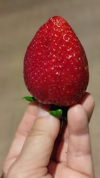 fresh red strawberry lies on the palm of the hand, fruit. High quality photo