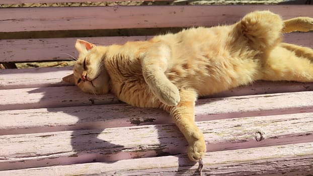 Ginger red cat lies on a wooden bench, pets, animal. High quality photo