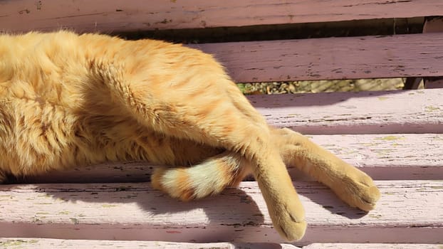 Ginger red cat lies on a wooden bench, pets, animal. High quality photo