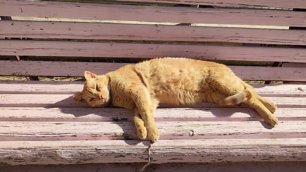 Ginger red cat lies on a wooden bench, pets, animal. High quality photo
