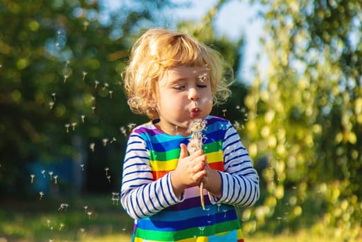 A child blows a dandelion. Selective focus. Kid.
