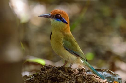 Russet-crowned motmot (Momotus mexicanus) standing on a forest floor in the coastal jungle of Oaxaca, Mexico