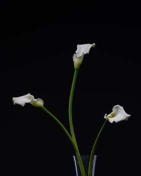 White Cala lily over dark background, beautiful white flower on black background