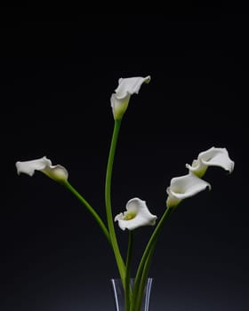 White Cala lily over dark background, beautiful white flower on black background 2