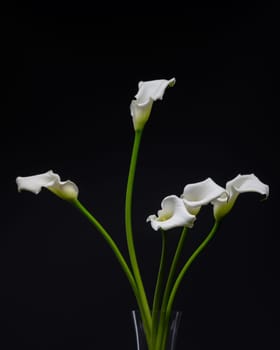 White Cala lily over dark background, beautiful white flower on black background 1