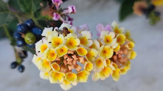 yellow pink round flowers, women's day, figure eight. High quality photo