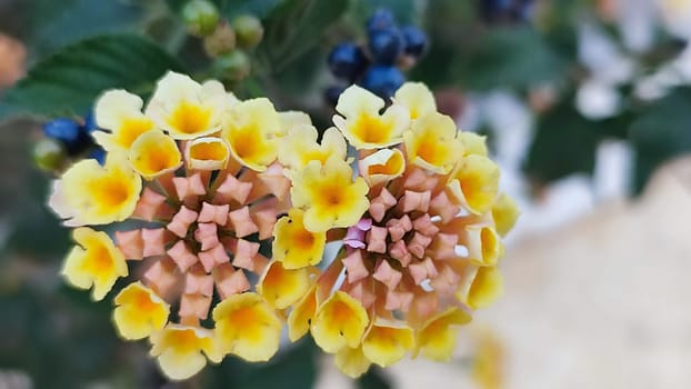 yellow pink round flowers, women's day, figure eight. High quality photo