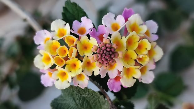 yellow pink round flowers, women's day, figure eight. High quality photo