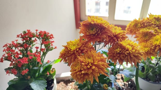 yellow round aster flowers with leaves near the window, plant. High quality photo