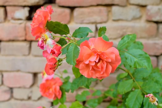 Red roses on red brick background. Romantic scenery.