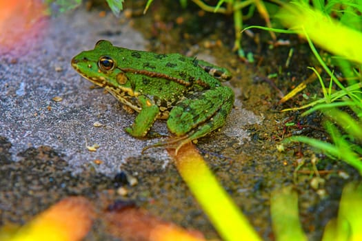 A green edible frog, also known as the Common Water Frog. Adult frog sitting in the grass.
