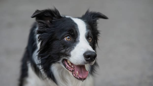 Close-up portrait of a border collie dog breed outdoors