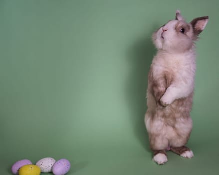 The Easter Bunny stands on its hind legs on a green background with painted eggs