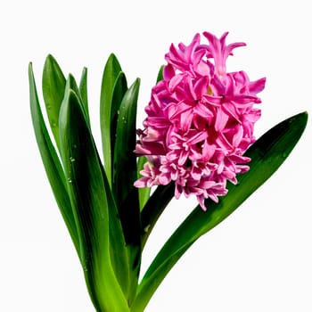 Beautiful blooming Pink Hyacinth flower isolated on a white background. Flower head close-up.