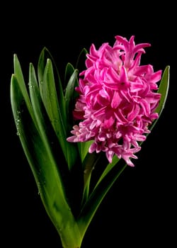 Beautiful blooming Pink Hyacinth flower on a black background. Flower head close-up.