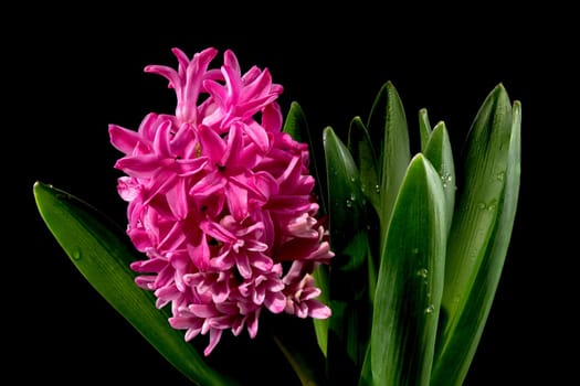 Beautiful blooming Pink Hyacinth flower on a black background. Flower head close-up.
