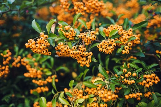 yellow clusters of Rowan berries on the bushes