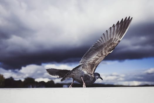 Seagull on seashore, close photo of the seagull, seagull in flight