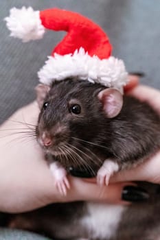 Rat Santa hat. Symbol of the Chinese New Year. Funny black rat Dumbo in a red santa checker on a green background