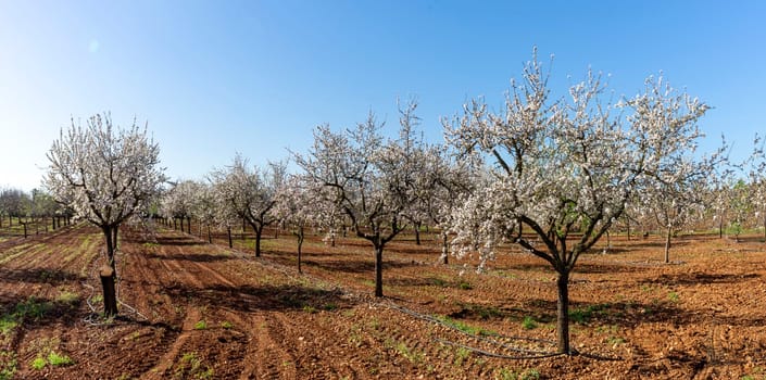 A breathtaking orchard of almond trees in full bloom under the clear blue sky