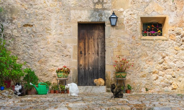 Cats congregating on a cobblestone pathway, adding life to the serene charm of an old stone wall and a wooden door