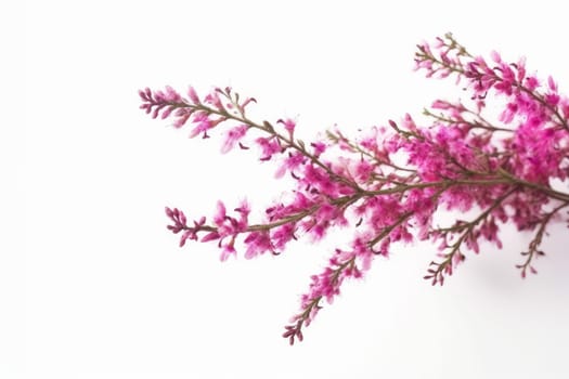 Branches heather. Natural plant pink. Generate Ai