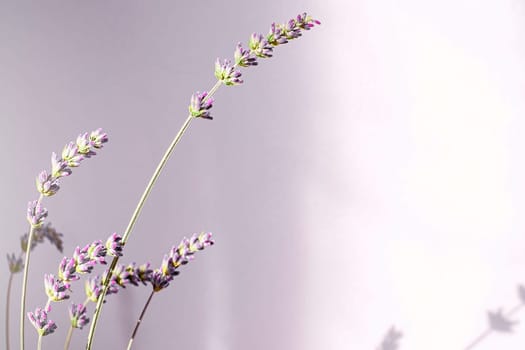 Flower. Bouquet of lavender at home, shadow of flowers in wall. Copy space
