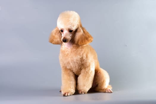 Beautiful apricot toy poodle on a gray background